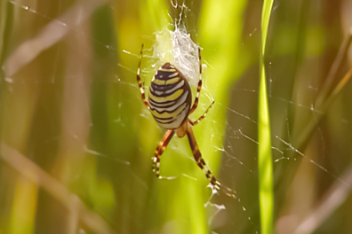 La chasse chez l'Epeire fasciée - 9mn 03s